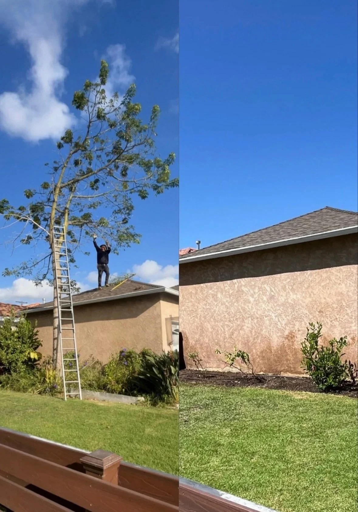 redondo beach tree removal