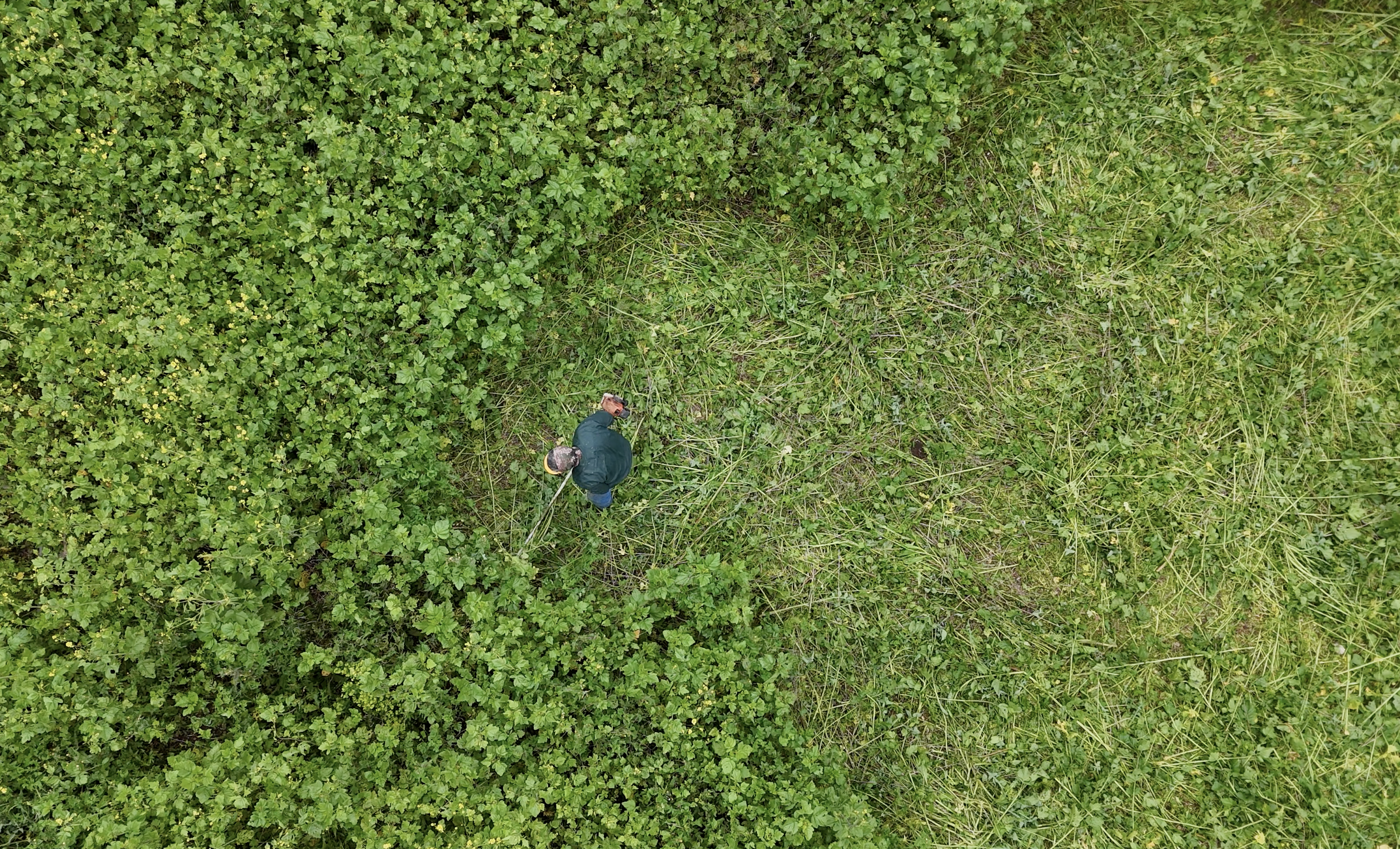 yard clean up in torrance, ca