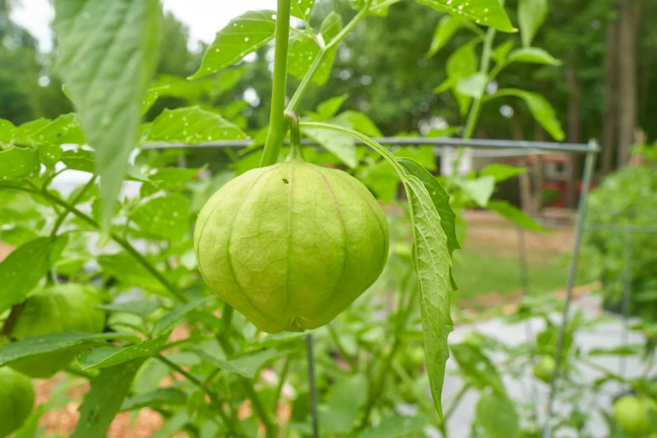 0616_PawPawRidge_093.jpg