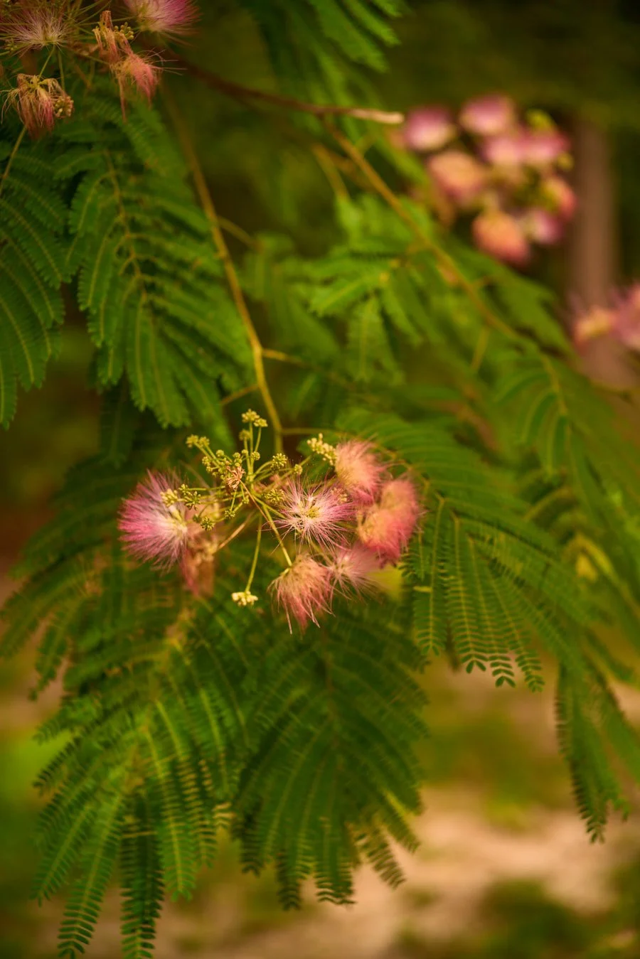 0616_PawPawRidge_058.jpg