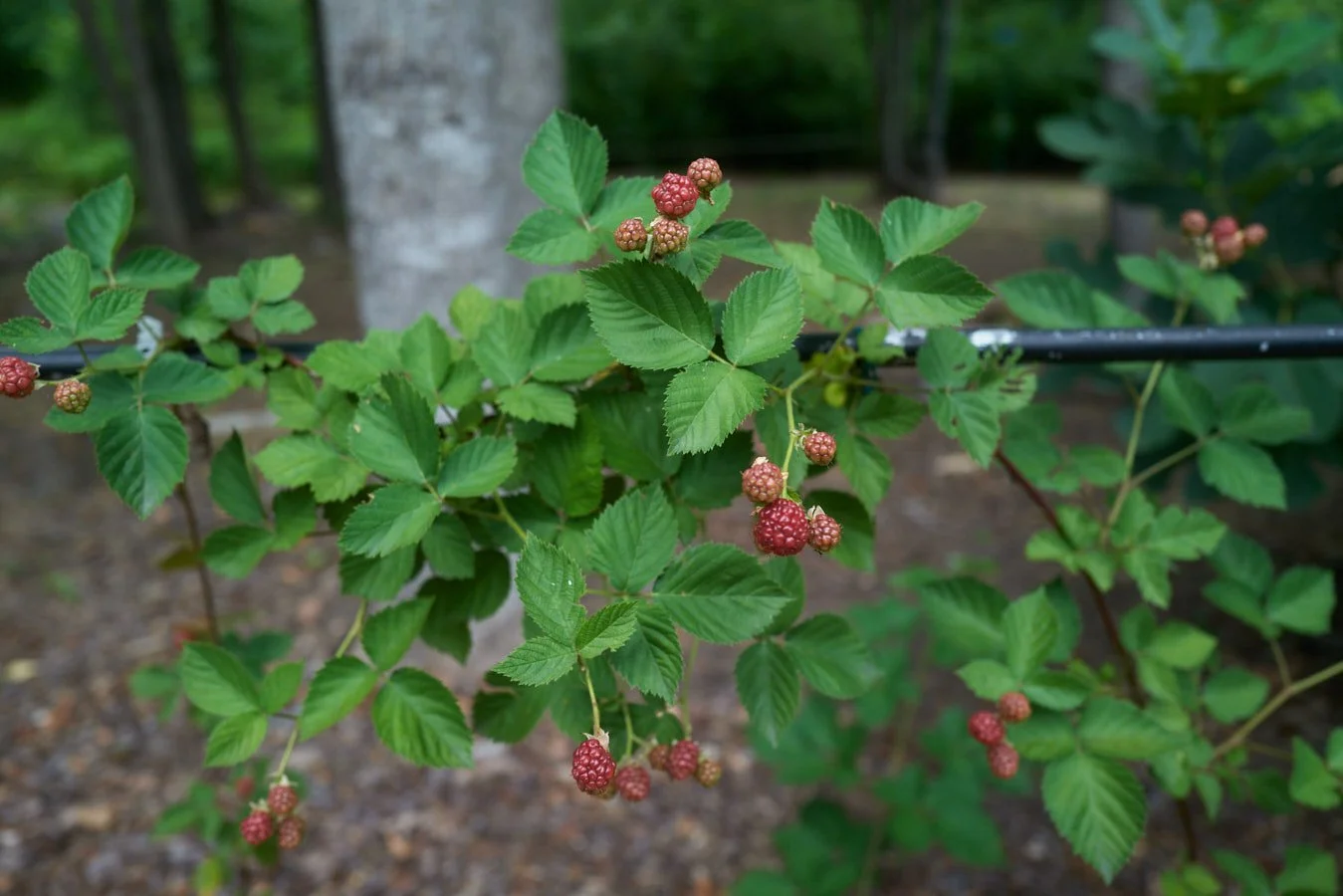 0616_PawPawRidge_083.jpg