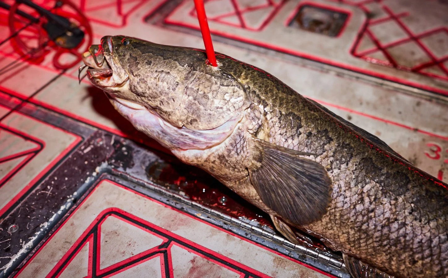 0715_Bowfishing__389.jpg