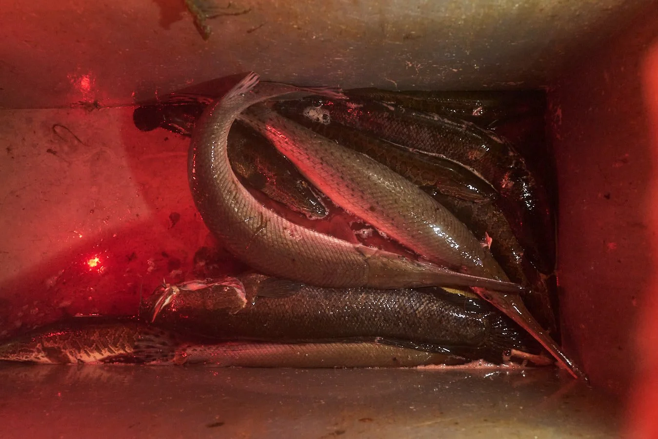 0715_Bowfishing__431.jpg