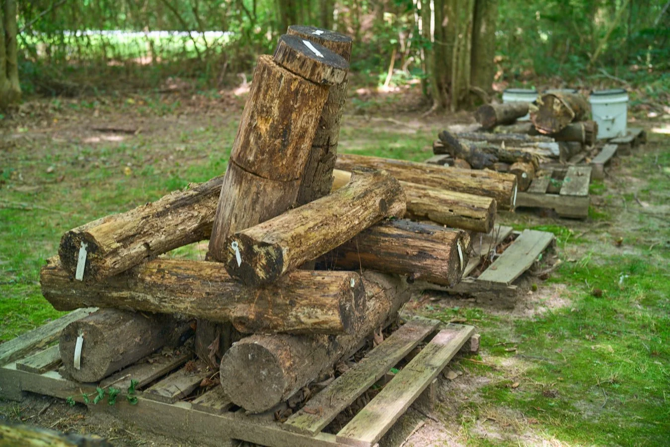 0616_PawPawRidge_047.jpg