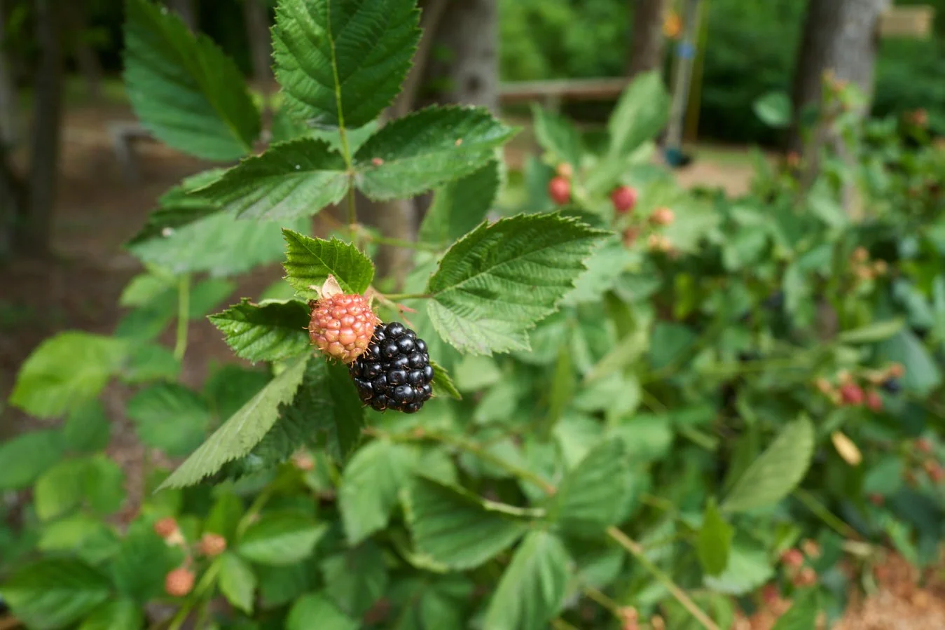 0616_PawPawRidge_086.jpg