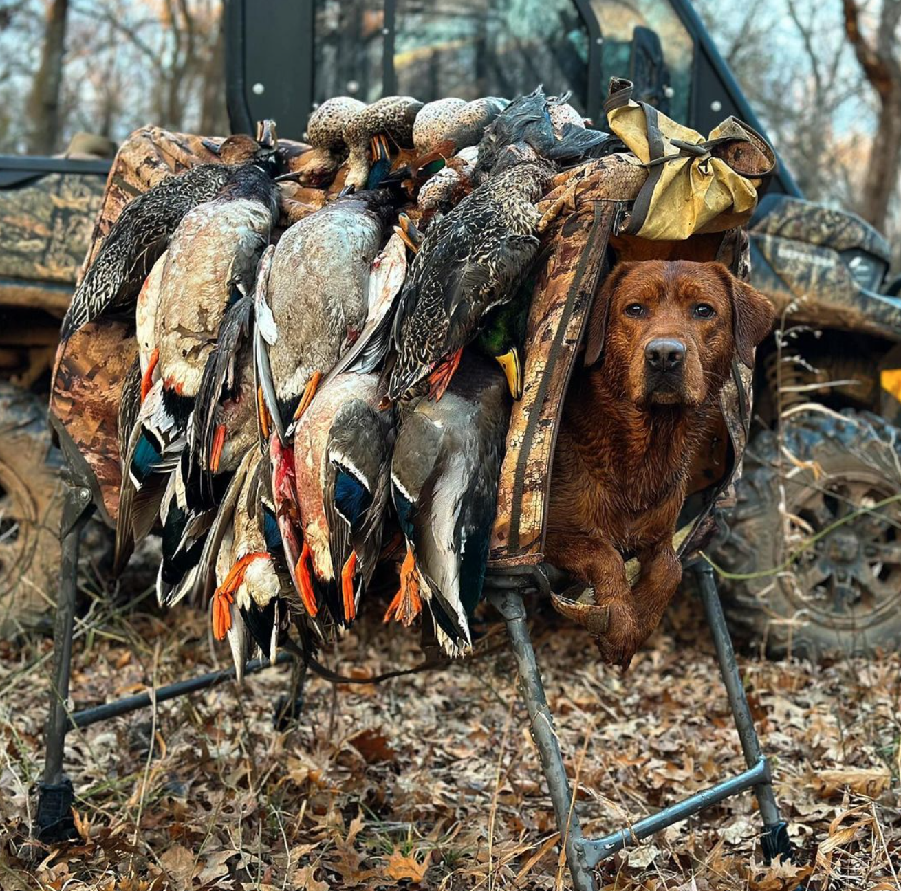 Screenshot 2024-11-17 at 6.49.43 PM.png