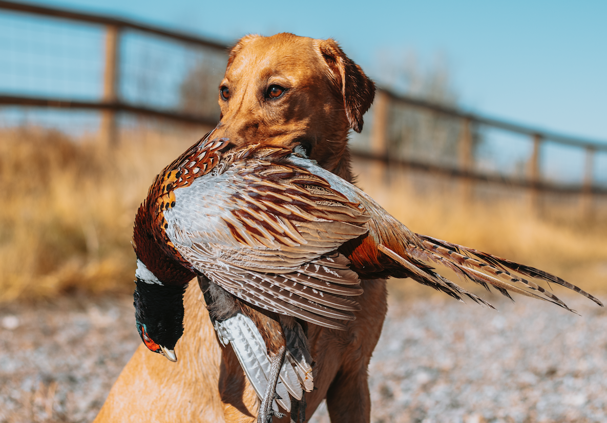 Screen Shot 2023-04-28 at 5.39.01 PM.png