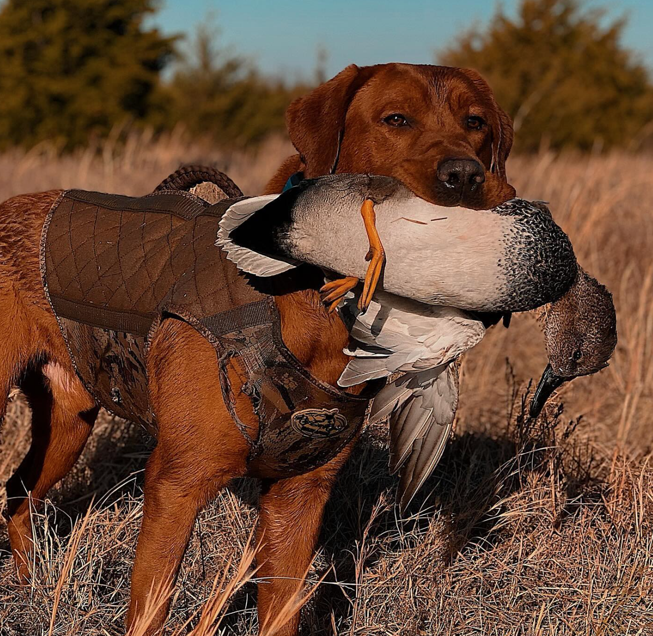 Screenshot 2024-11-15 at 12.23.31 PM.png