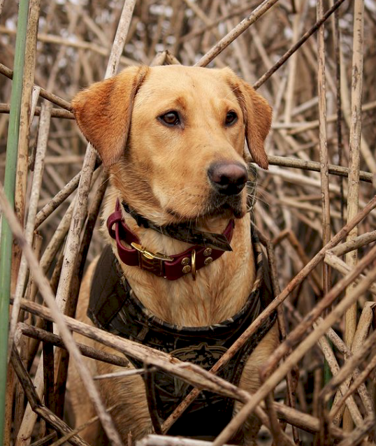 Screen Shot 2023-04-28 at 5.46.53 PM.png