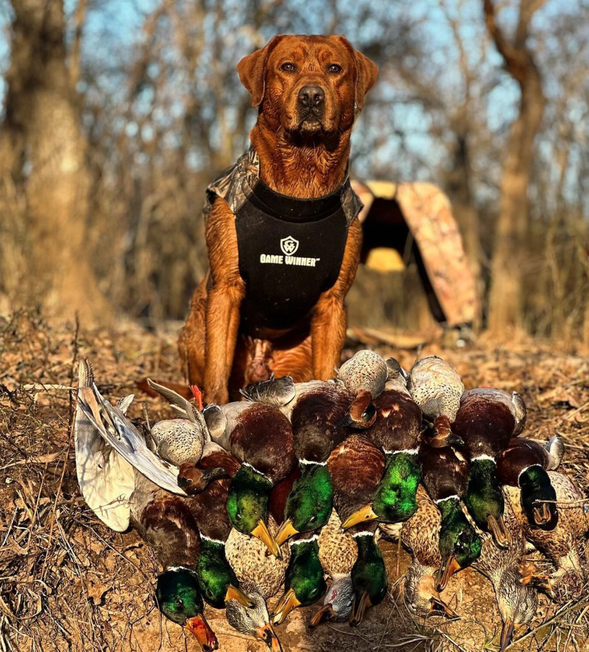 Screenshot 2024-11-17 at 6.49.29 PM.png