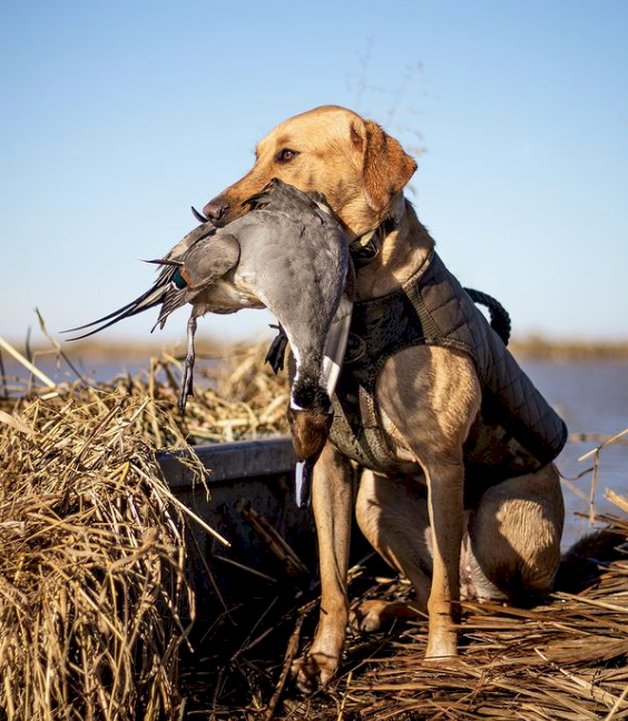 Screen Shot 2023-04-28 at 5.48.24 PM.png