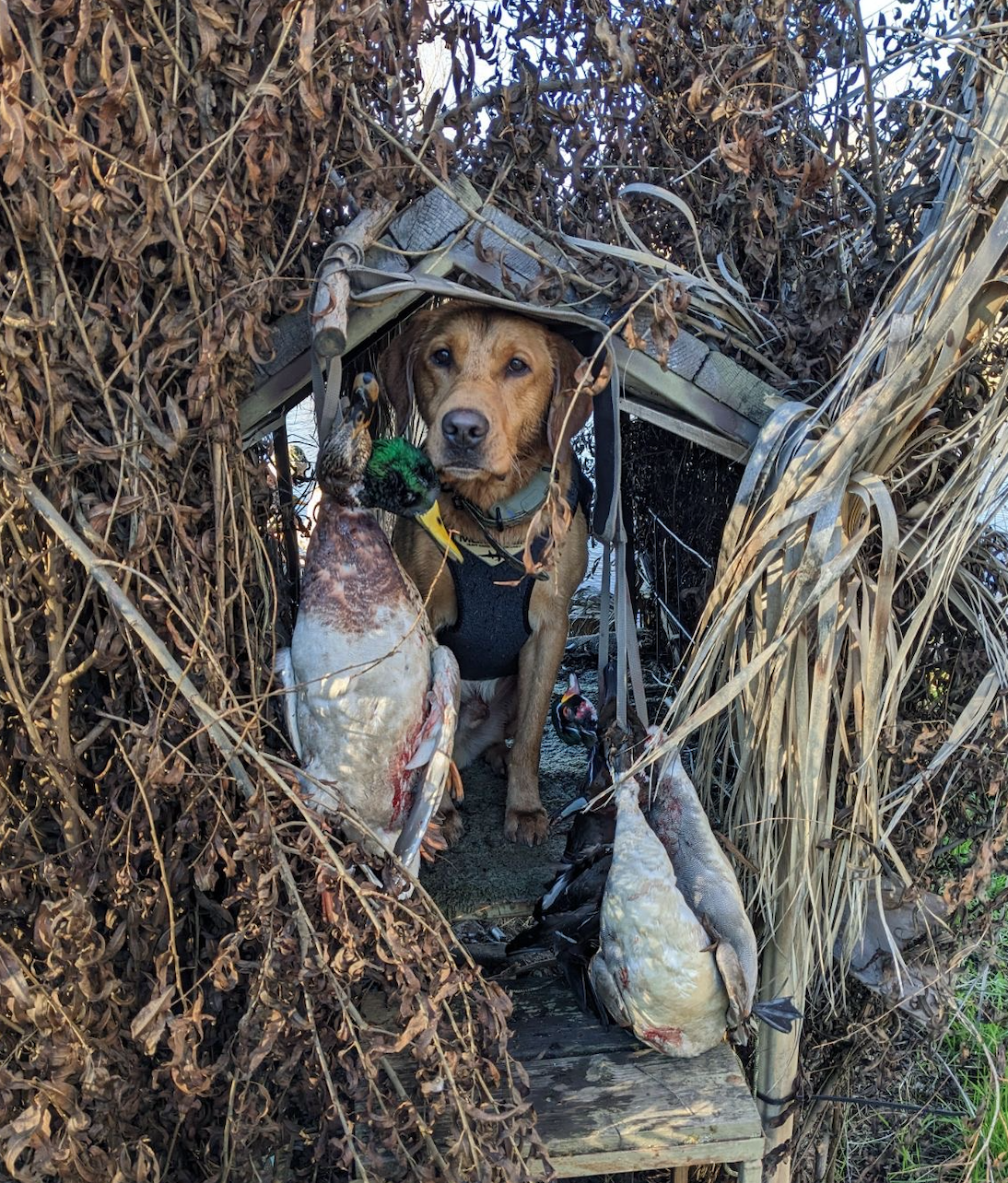 Screenshot 2024-11-18 at 7.19.08 PM.png