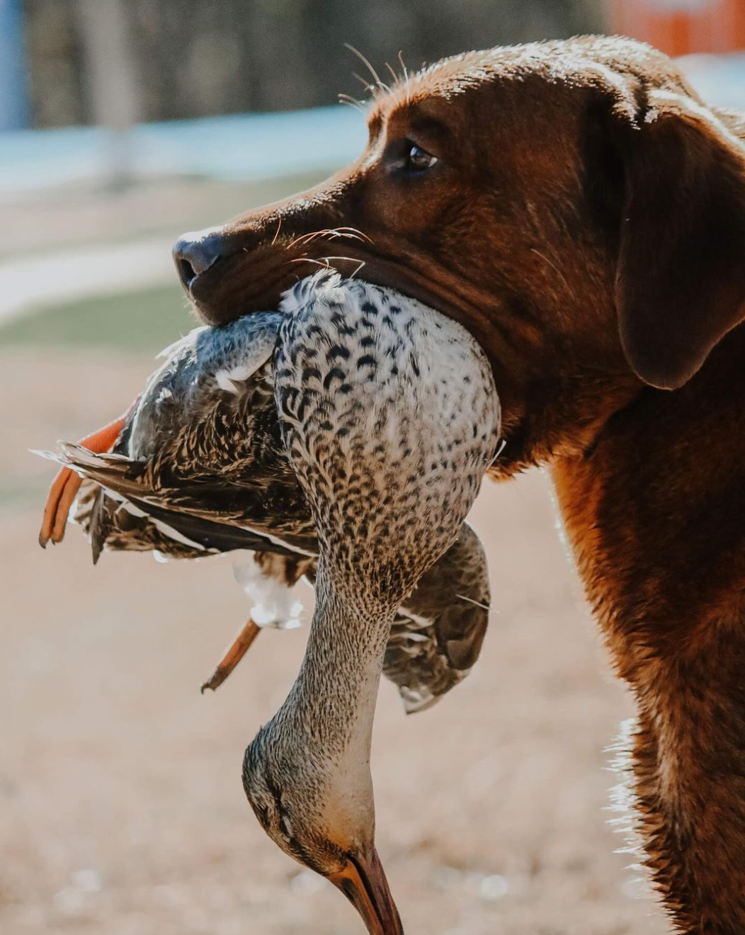 Screenshot 2024-11-17 at 6.49.10 PM.png