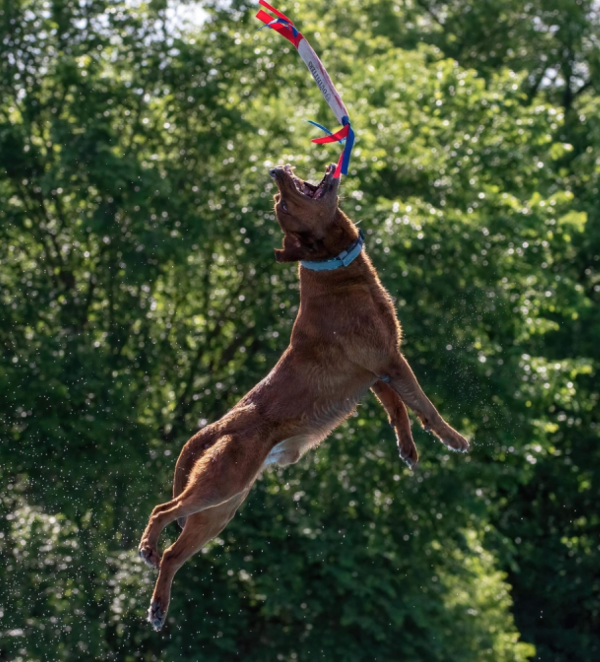 Screenshot 2024-11-15 at 12.24.44 PM.png