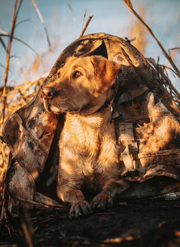 Screen Shot 2023-04-28 at 5.38.31 PM.png