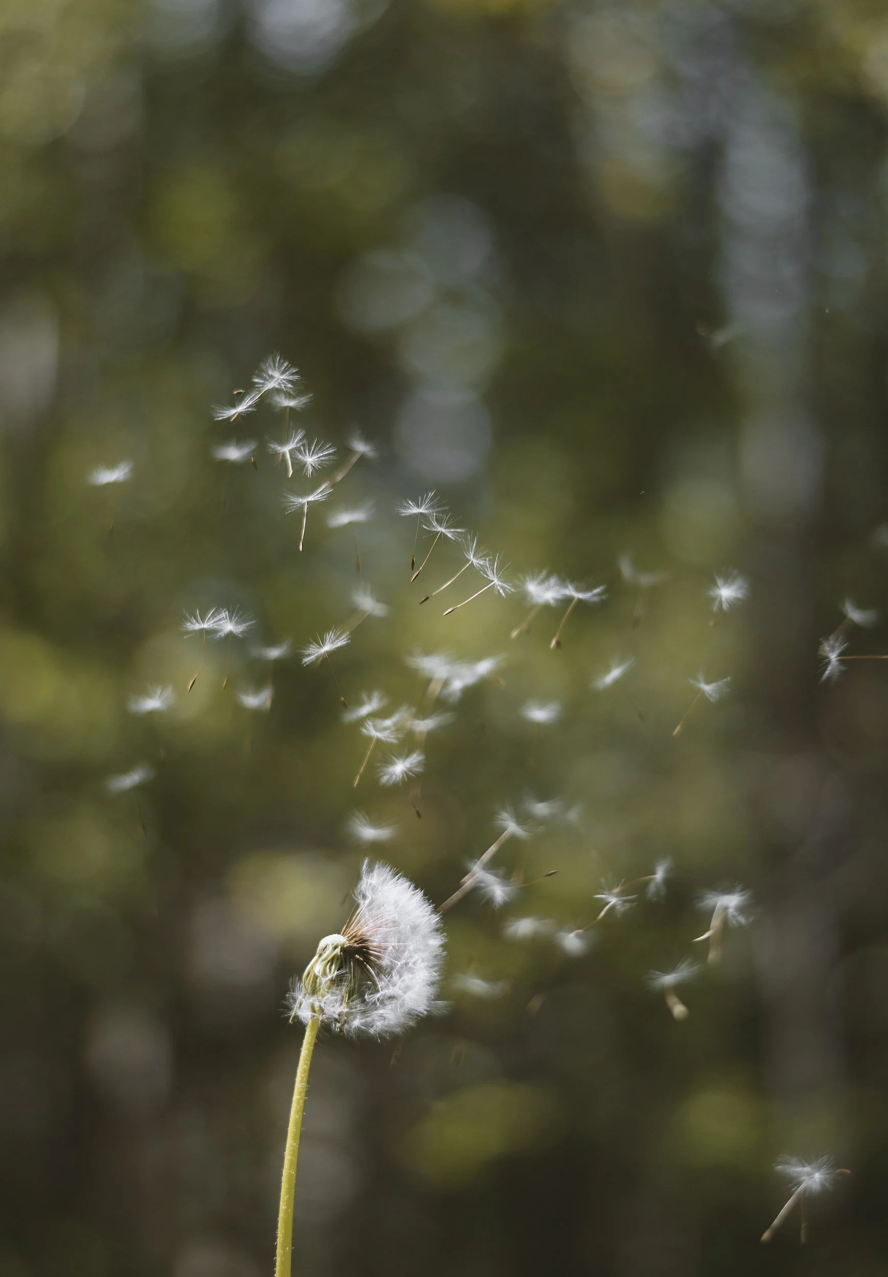 A dandelion seed head with some seeds floating away in the wind against a blurred background of green and yellow.