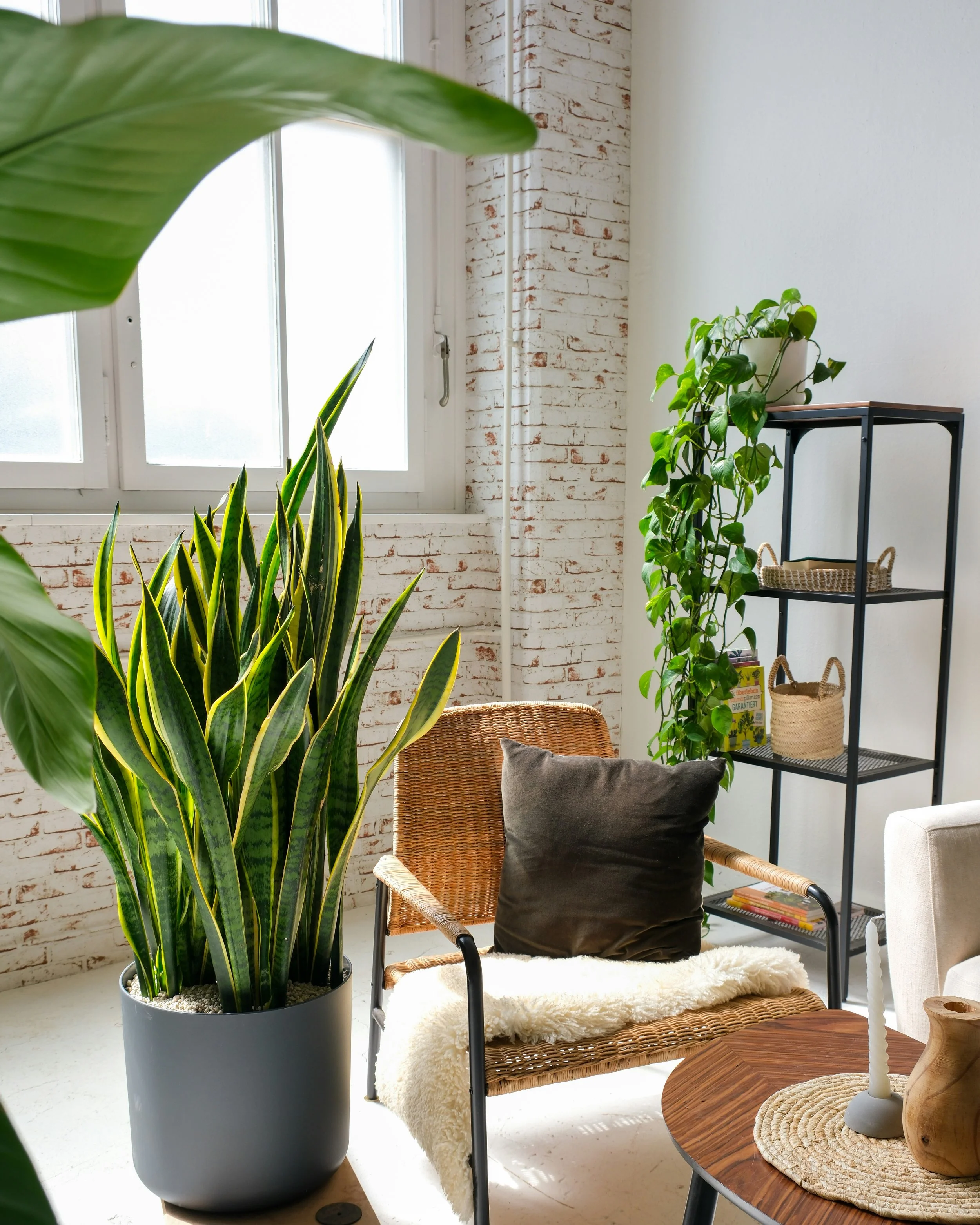 A cozy indoor space with green plants, a wicker chair with a dark pillow and a white throw blanket, a round wooden table with decor, a black metal shelf with baskets and books, and a white brick wall with a window.