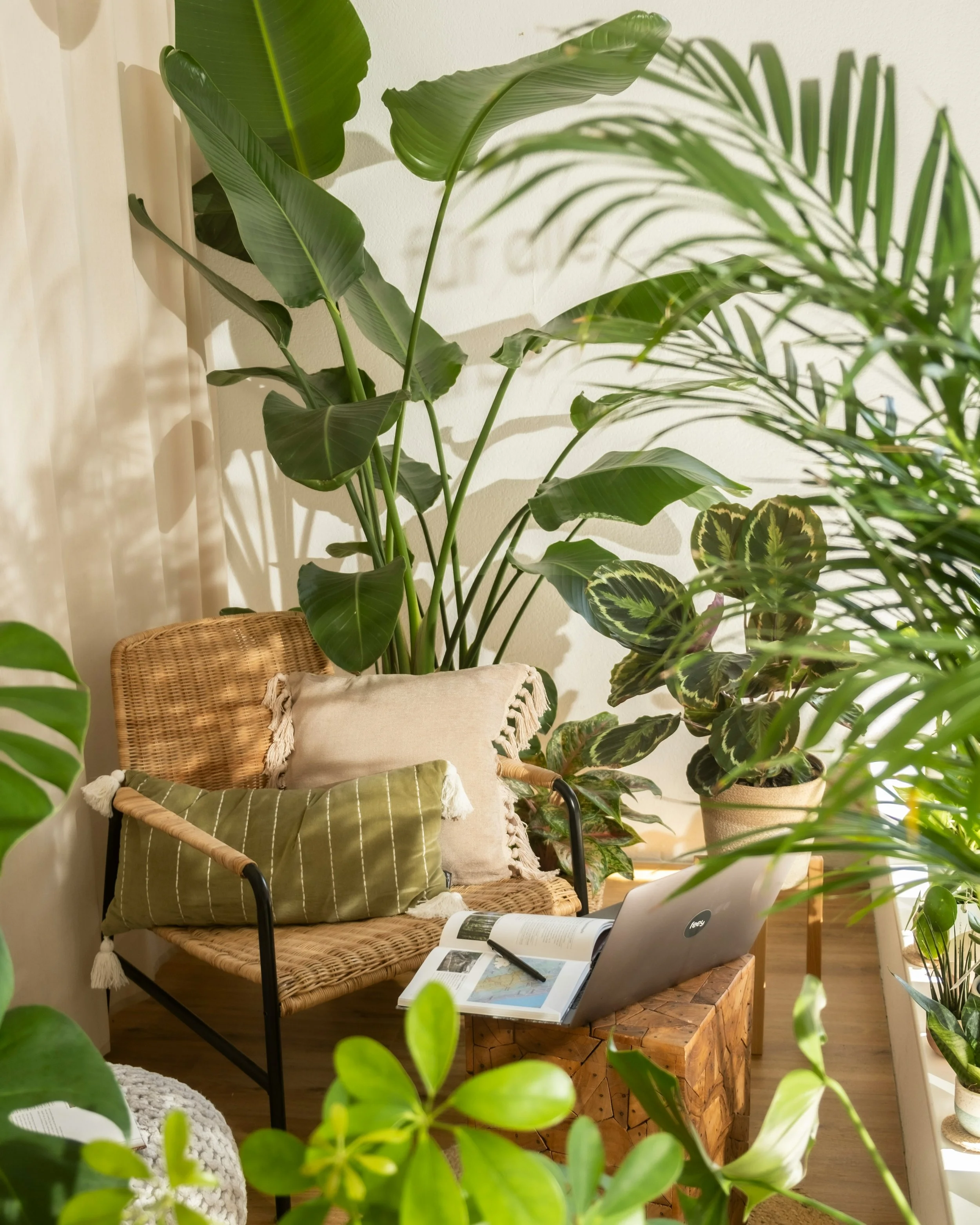 Indoor living space with a rattan chair, surrounded by large green houseplants, a laptop, an open book, and cozy pillows.