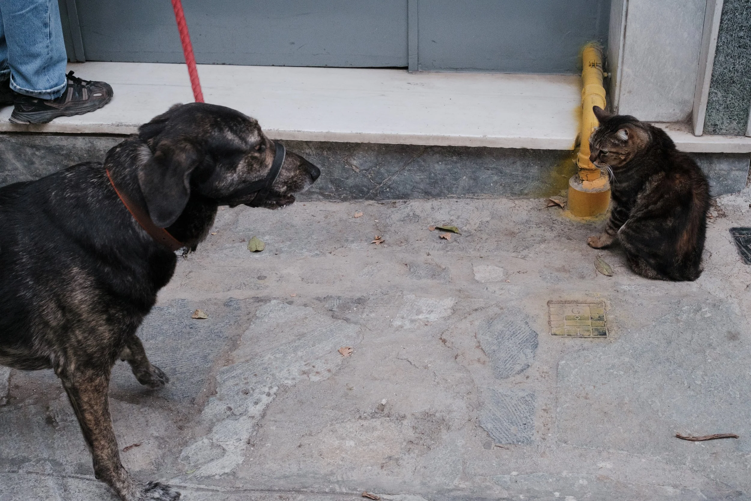 DSCF5571.jpg