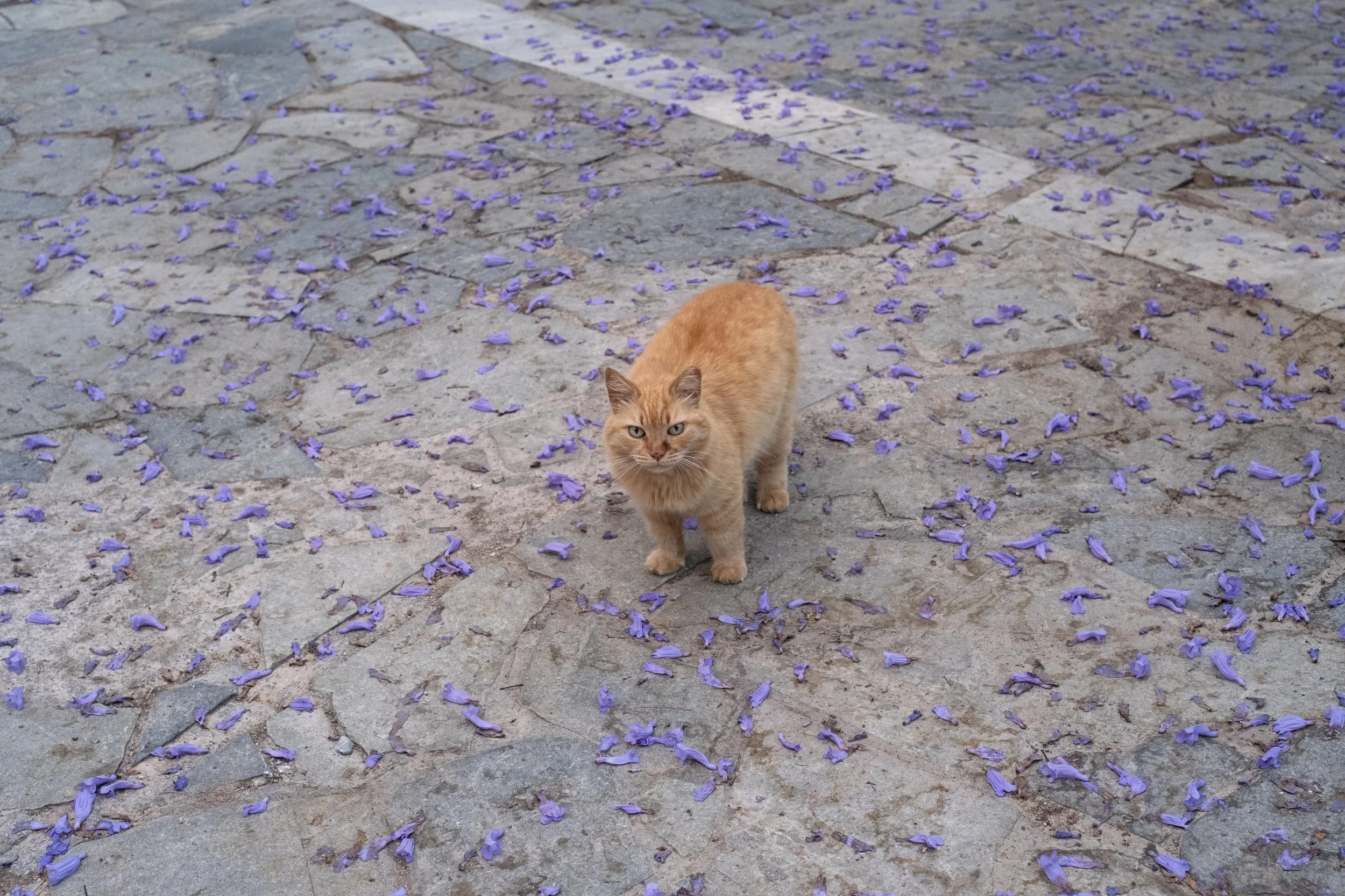 DSCF5759.jpg