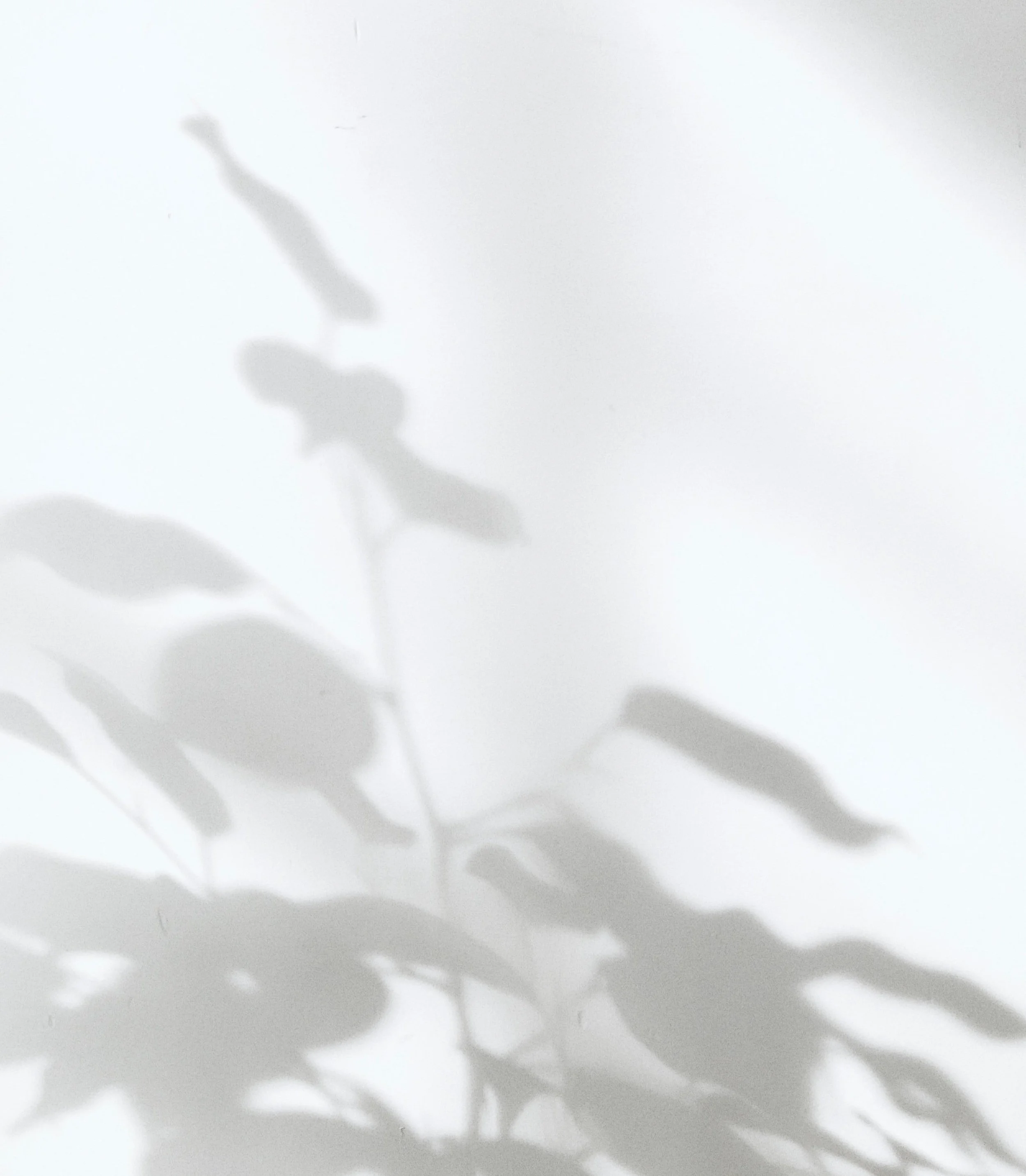shadow of plant foliage against a white wall