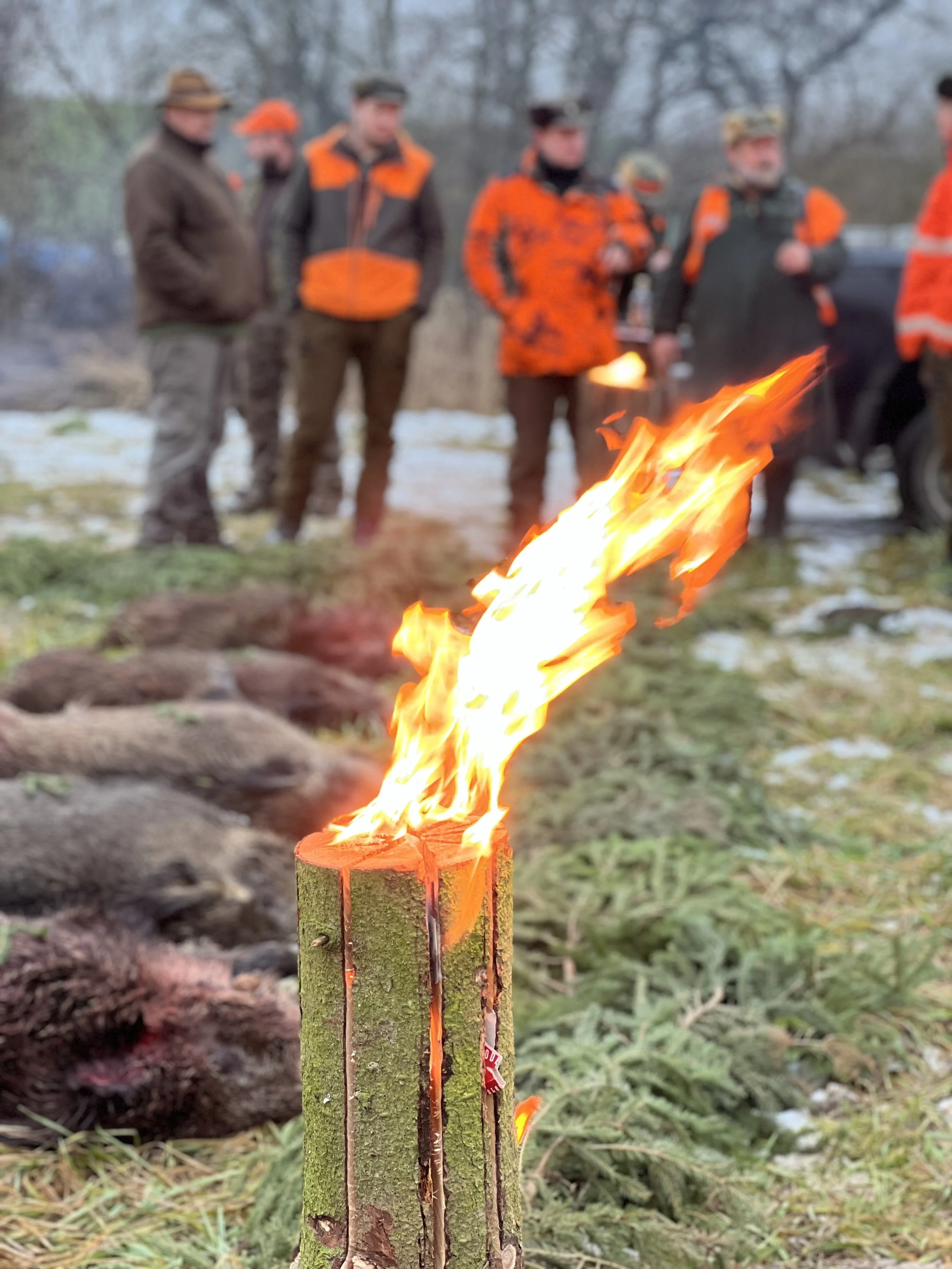 Gruppo di persone con cappotti arancioni e neri, alcuni con cani, che circondano un'area con numerosi cervi morti su una zona di prato invernale con neve, al tramonto o in condizioni di luce bassa.