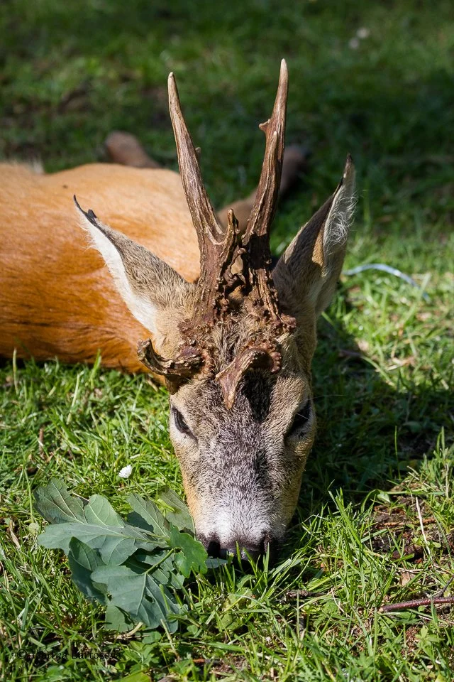 OHA Vlaďka Bartošová (10).jpg