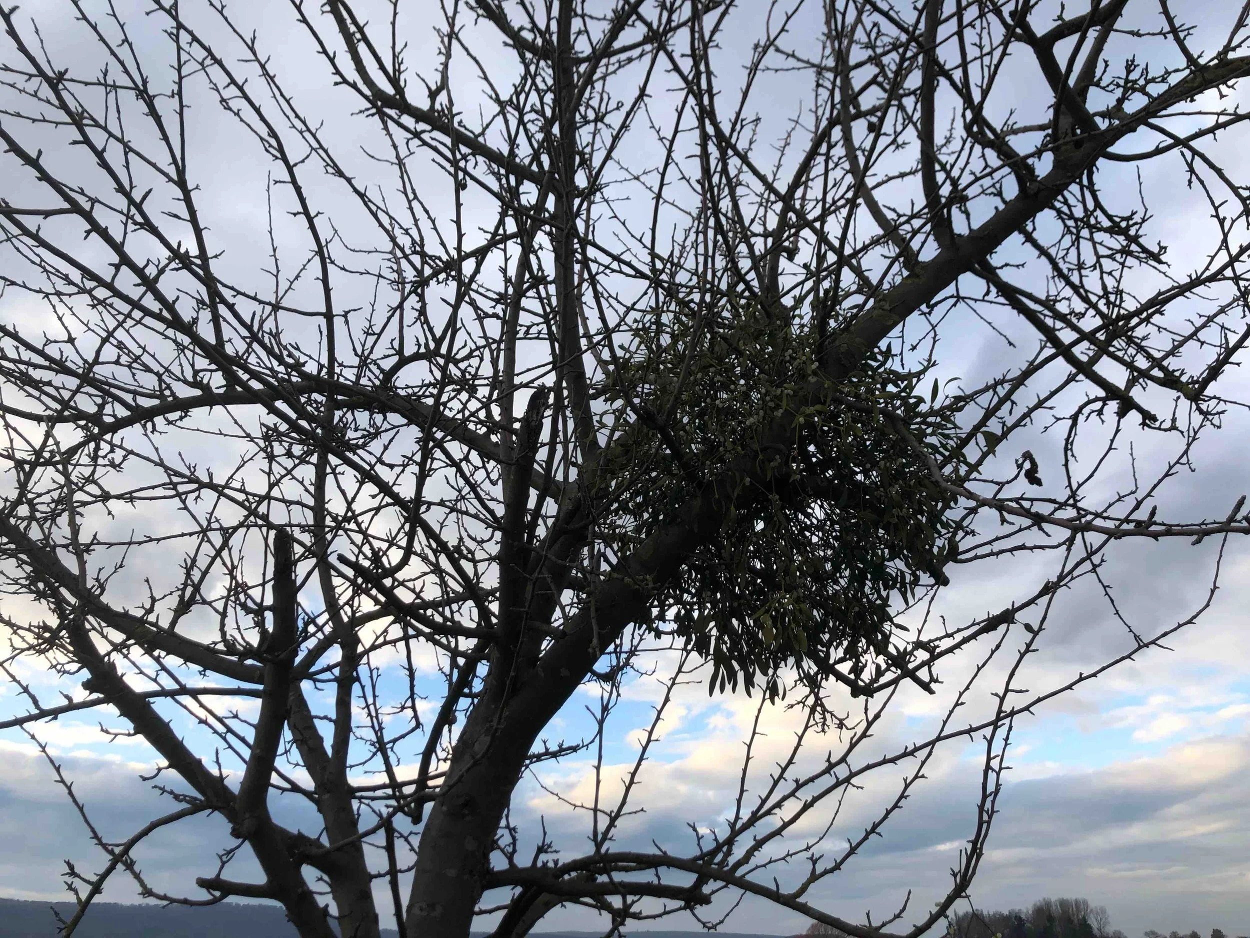 Mistel Baum ganz.jpg