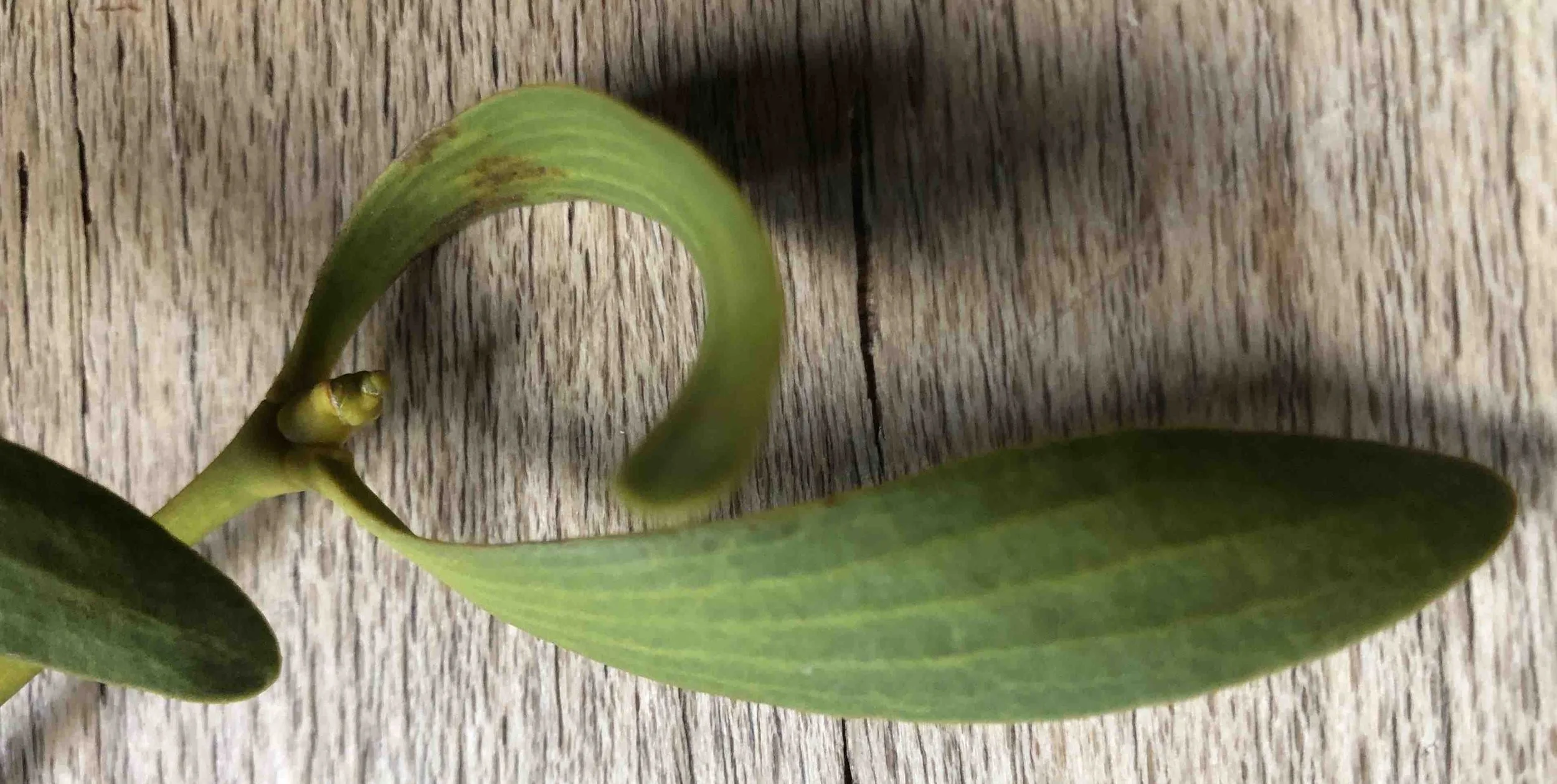 Mistel, Blatt.jpg