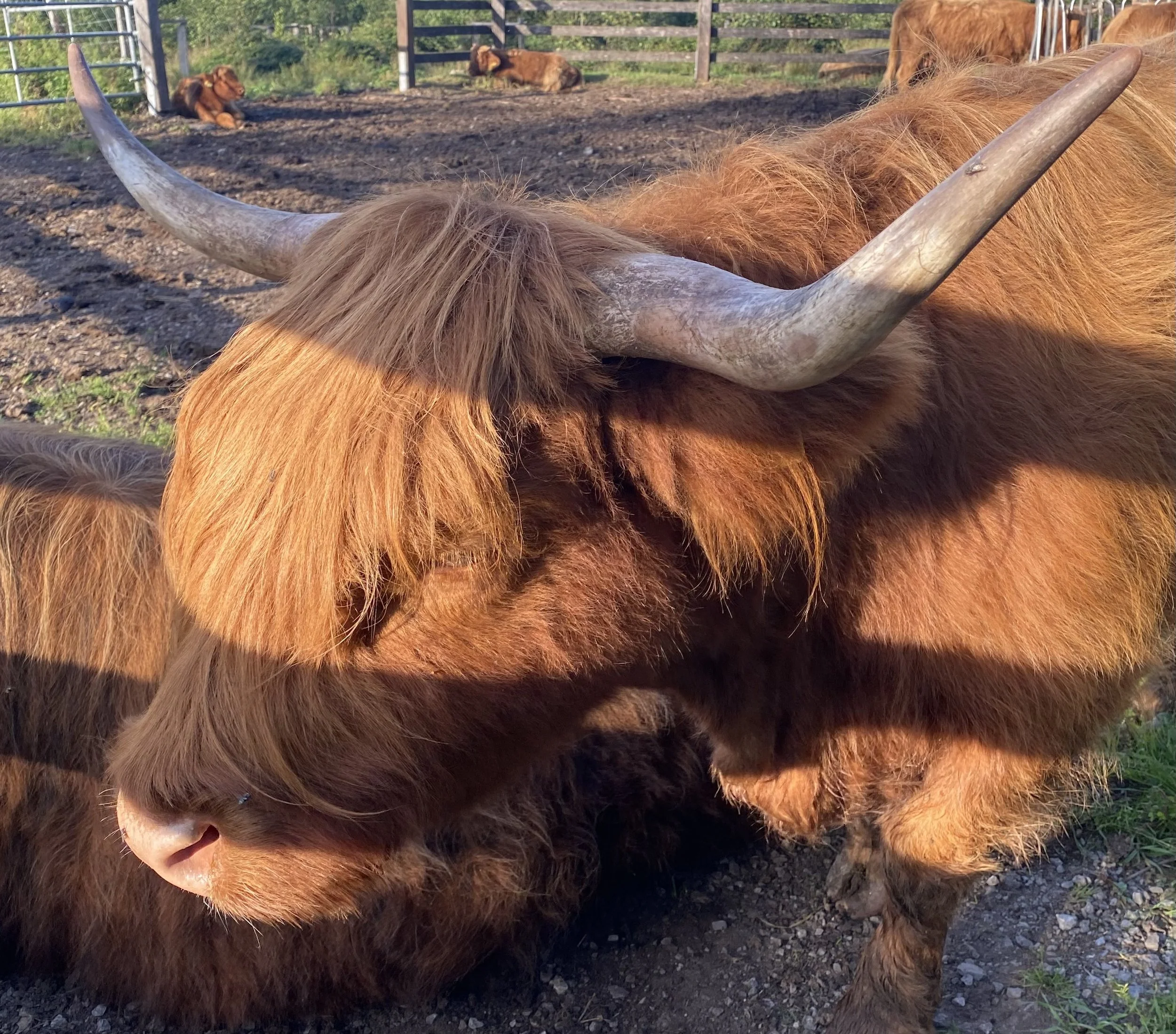 Tierkreis spiegelt Wachstum