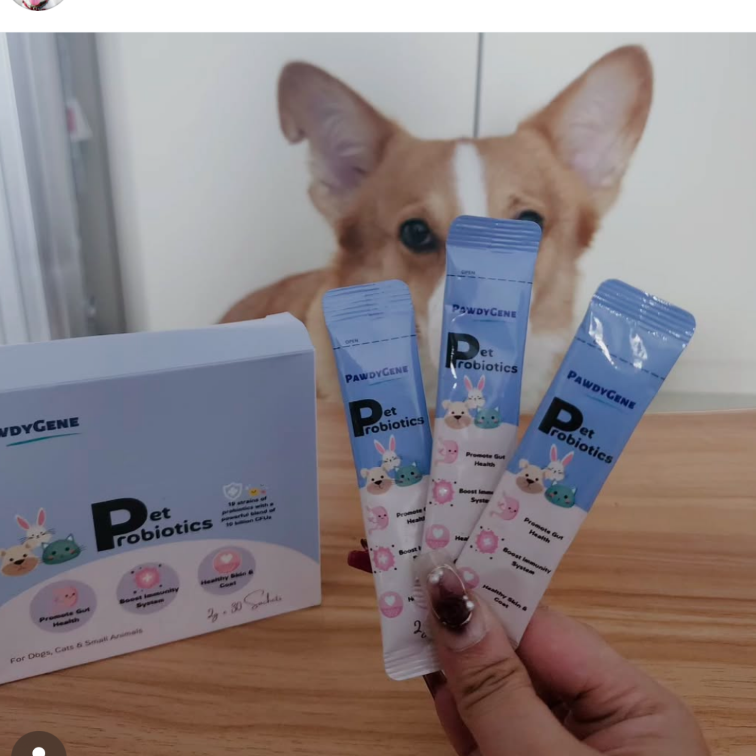 Cat using PawdyGene Pet Probiotics for digestive and gut health support