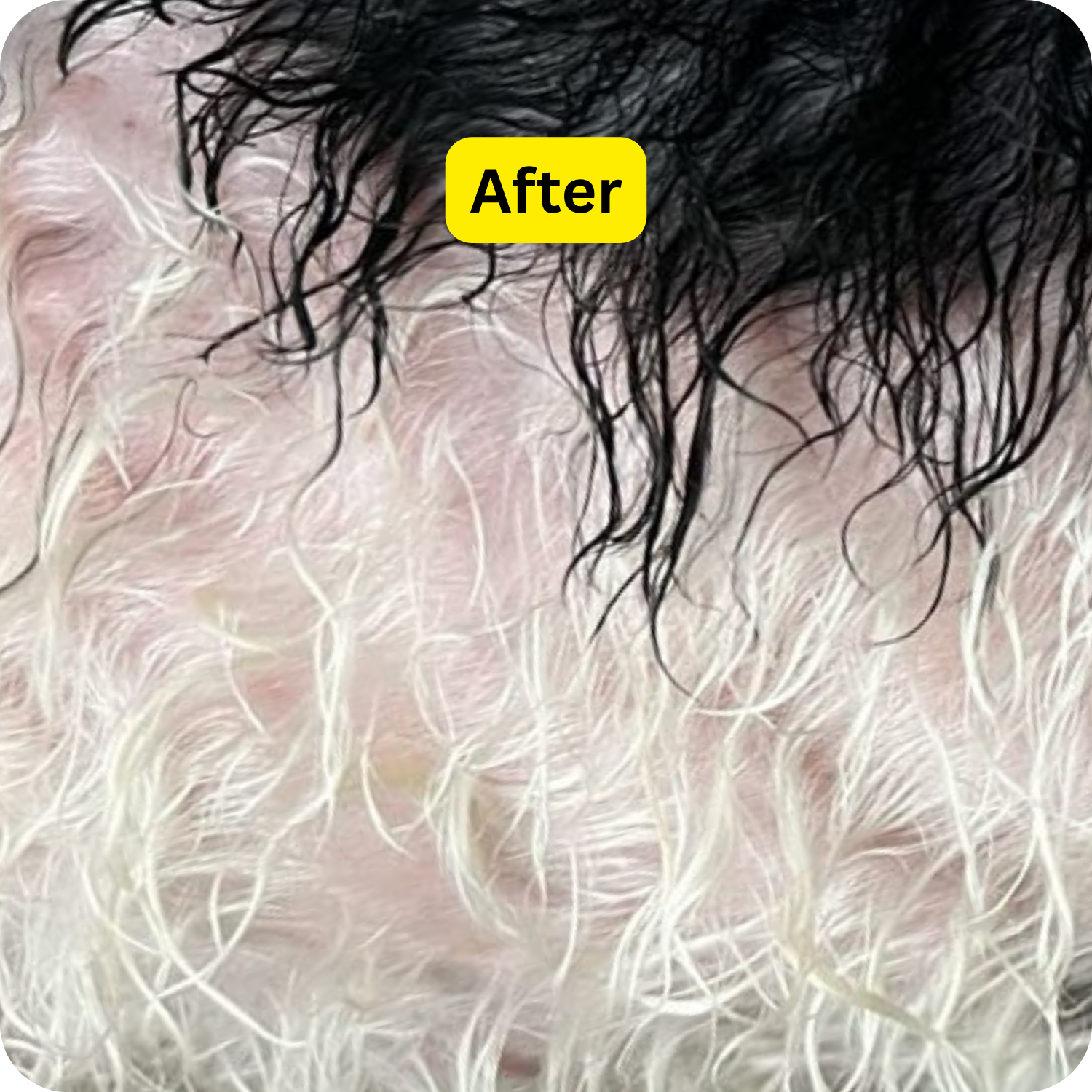 Real Results from Real Pets