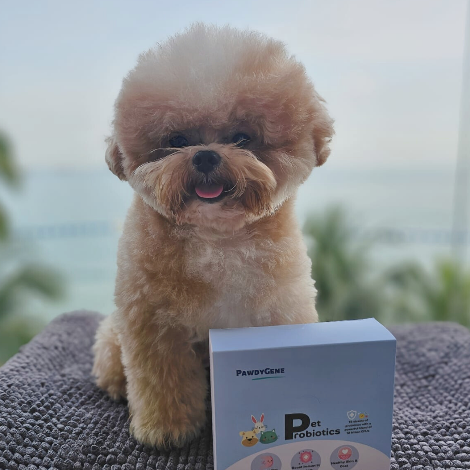 Senior dog maintaining mobility with PawdyGene Green-Lipped Mussel Powder