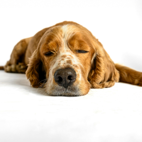A dog lying down with eyes closed, resting on a white surface against a plain white background.