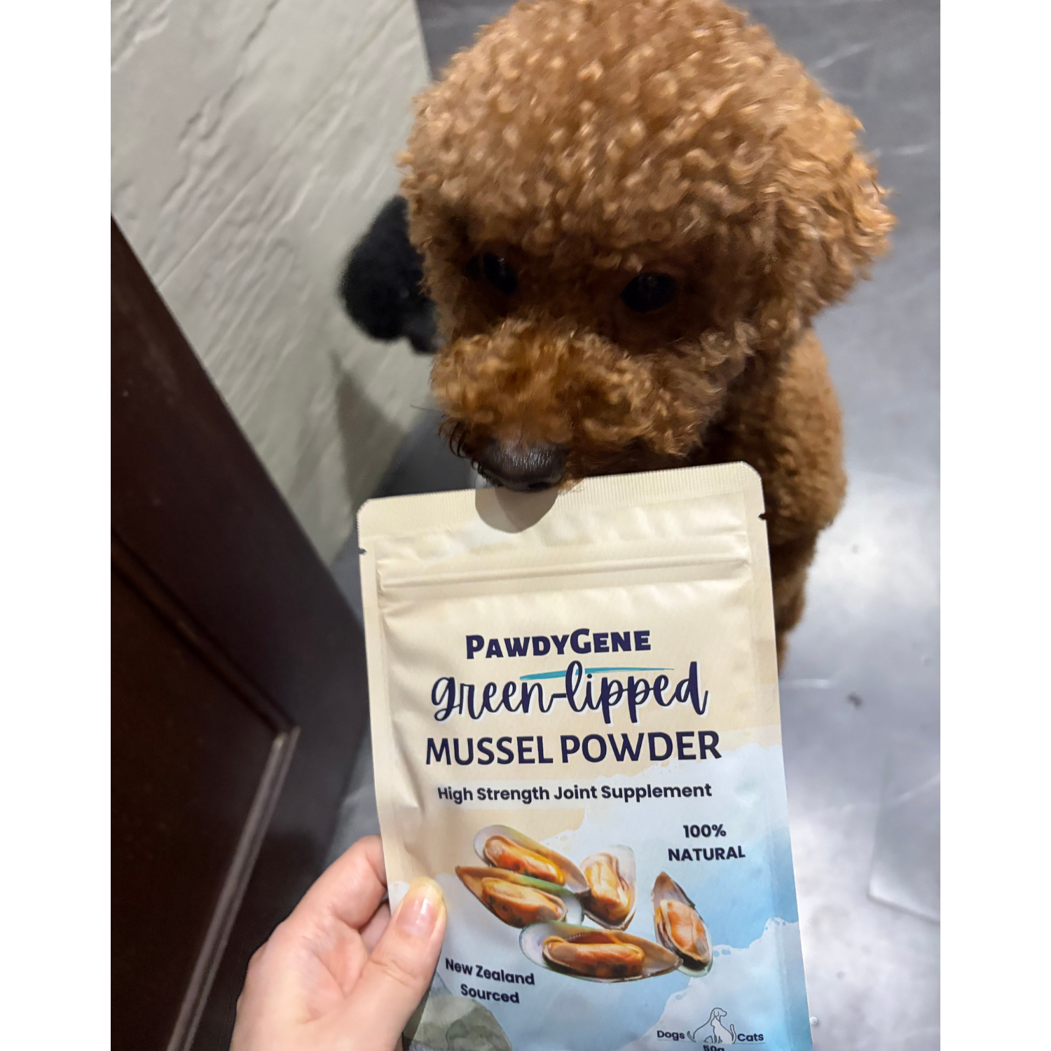 Real PawdyGene customer sharing experience with pet health improvement