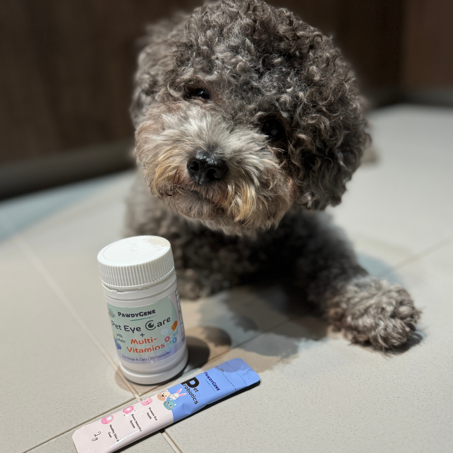 Healthy dog receiving daily probiotic support for microbiome balance