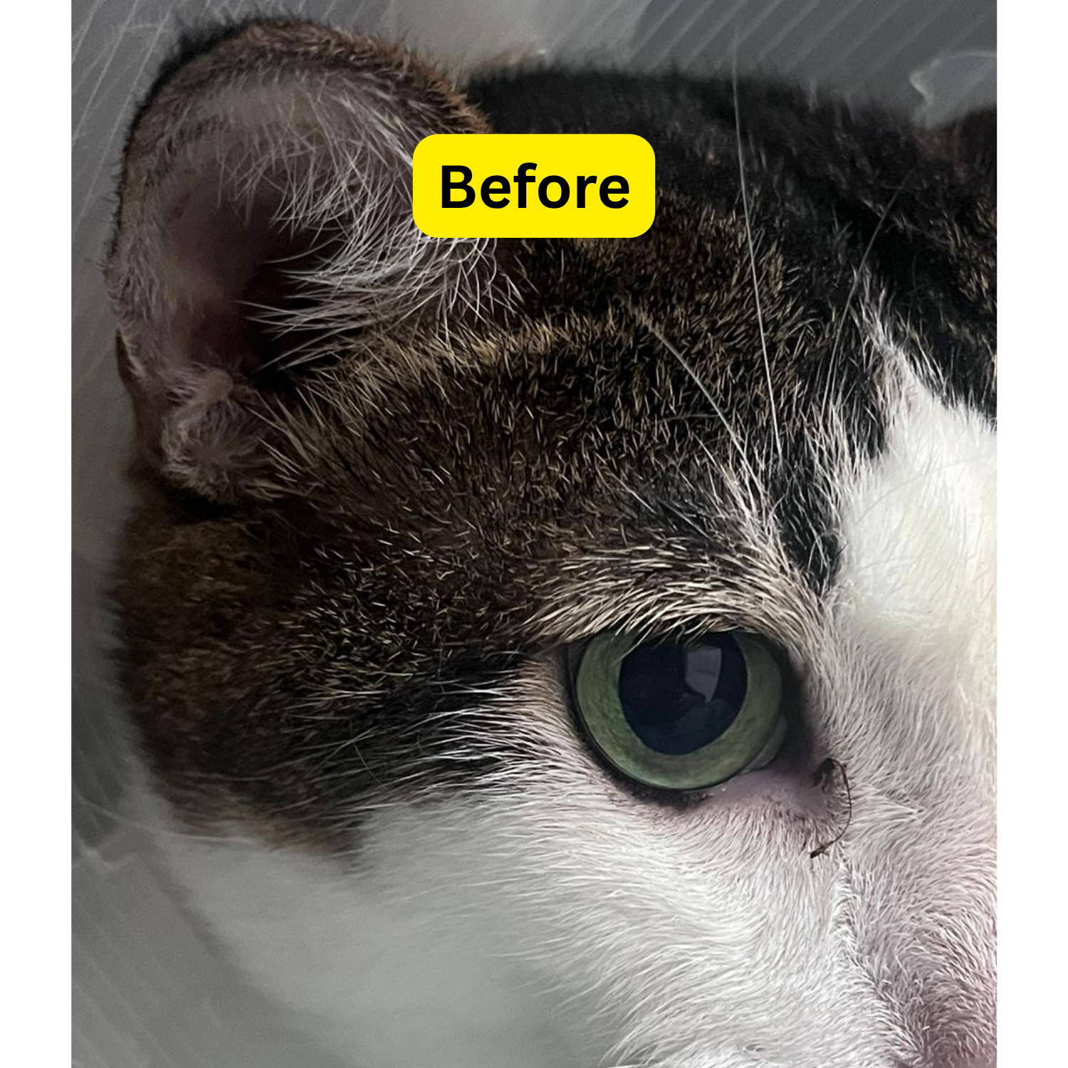real result for eyecare