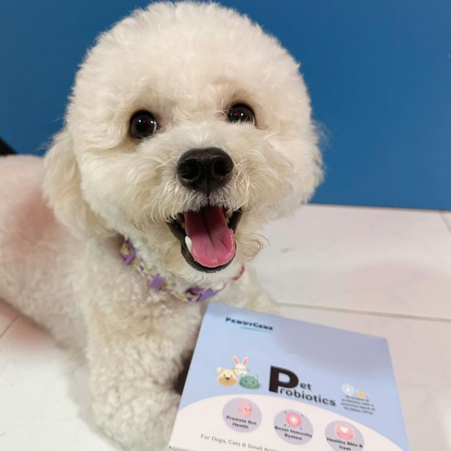 Dog and owner sharing PawdyGene supplement success story in Singapore