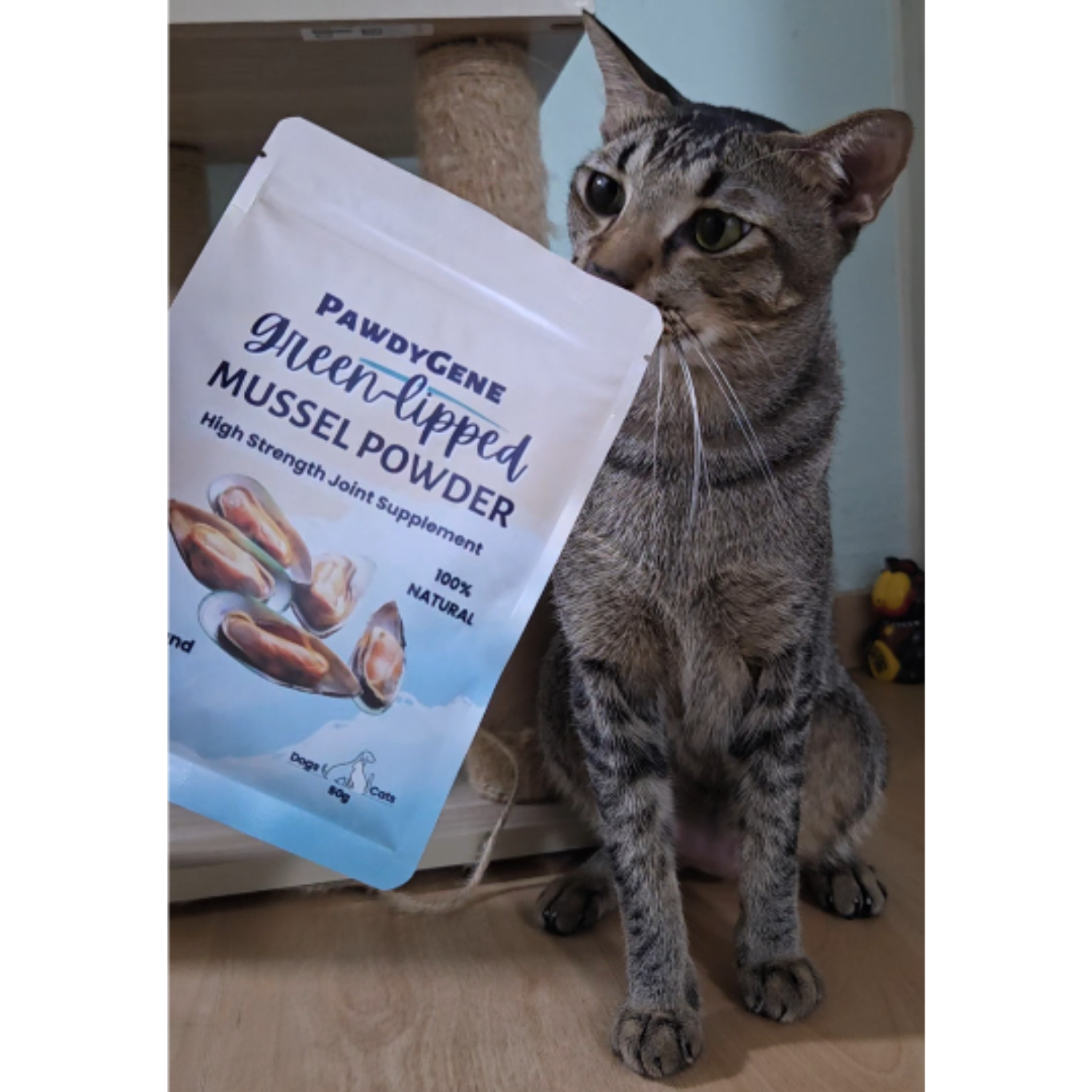 Happy cat supported with probiotics and nutritional wellness supplements
