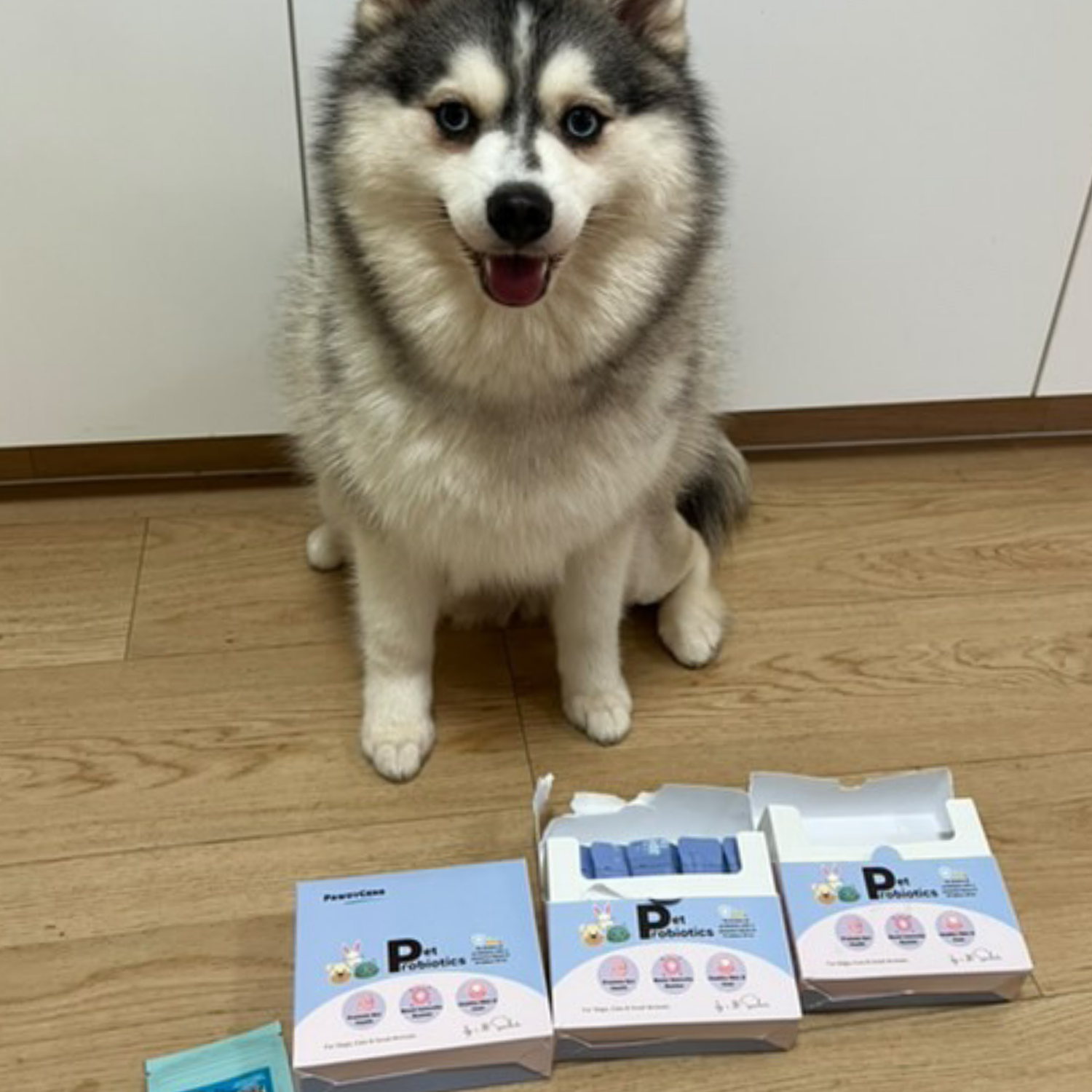 Small breed dog enjoying daily wellness support from PawdyGene supplements