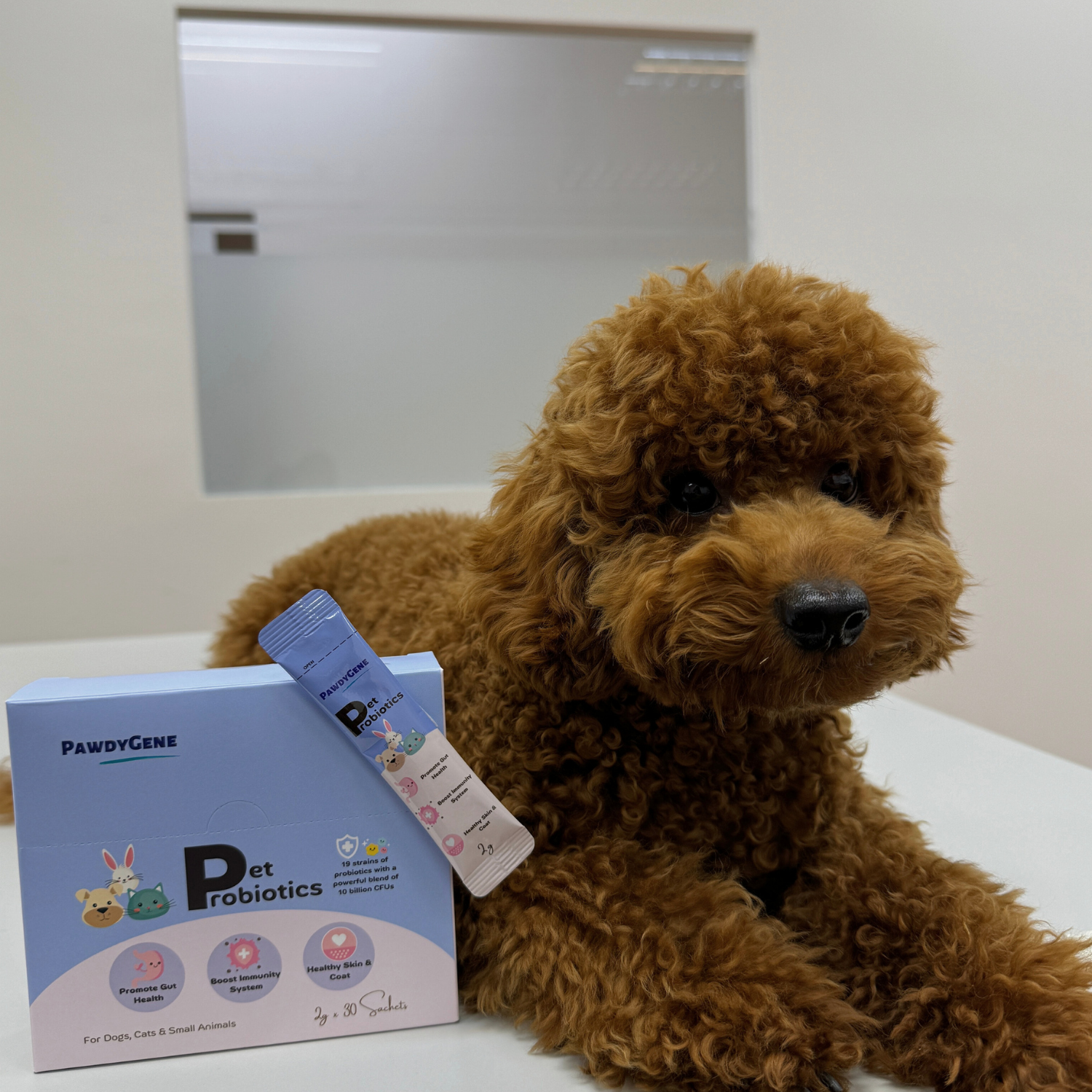Dog maintaining healthy digestion with PawdyGene gut health supplements