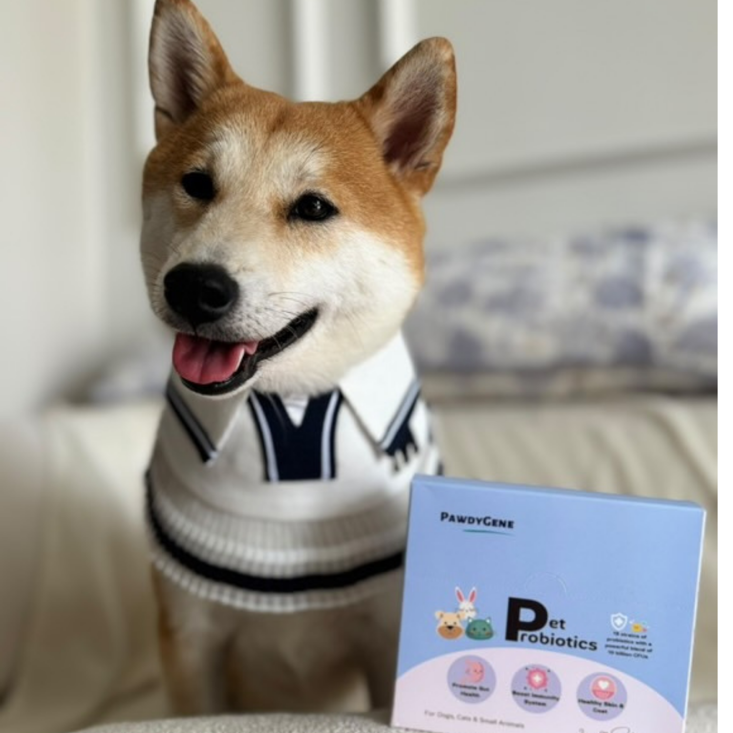 Healthy dog supported with PawdyGene EyeCare Plus Multivitamins supplement