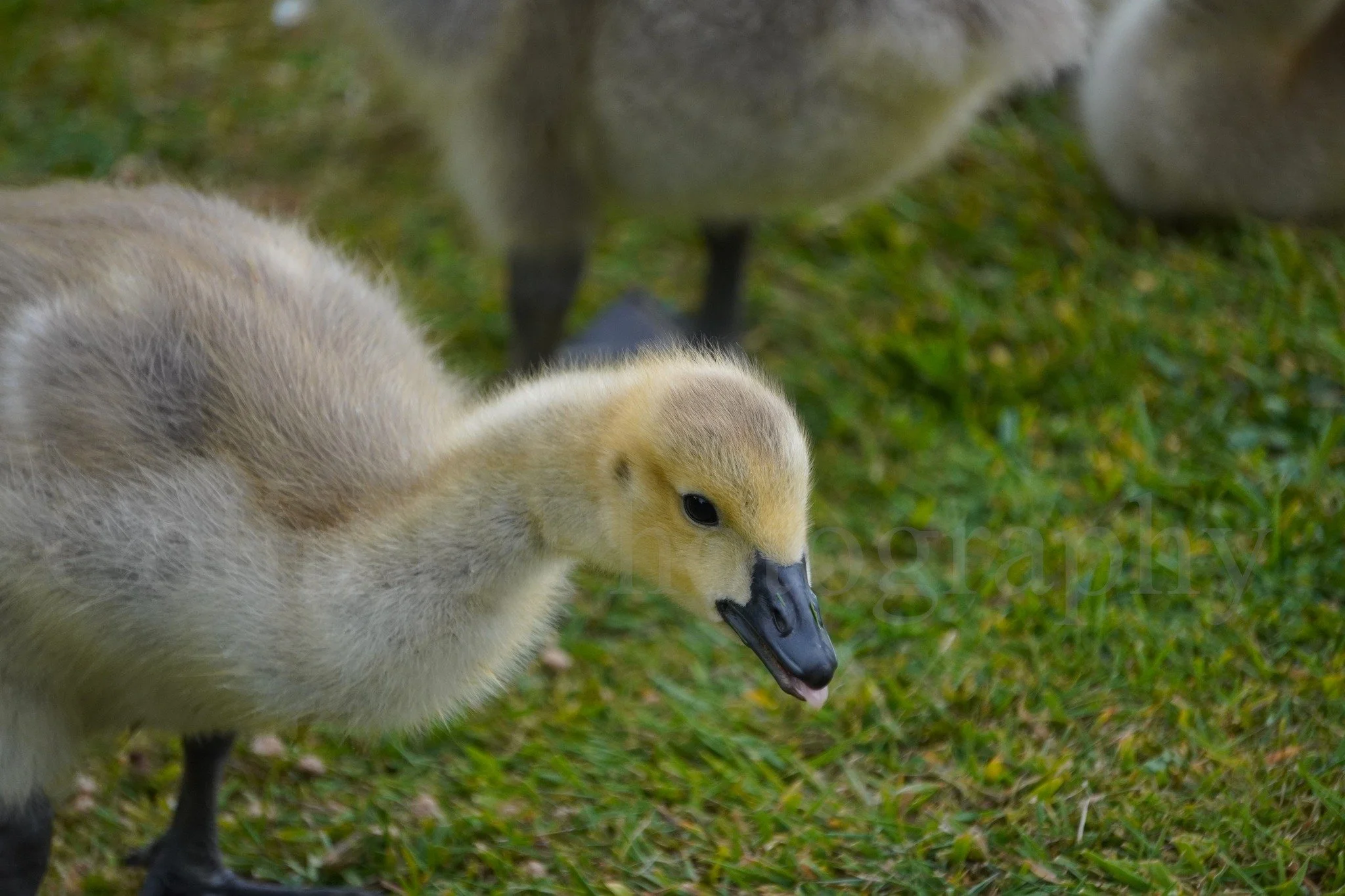 Canadian Geese