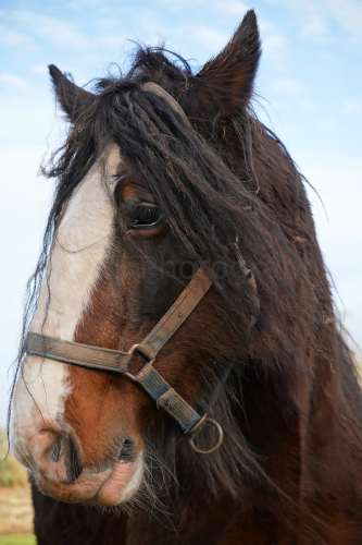 Cotebrook Shire Horse Centre