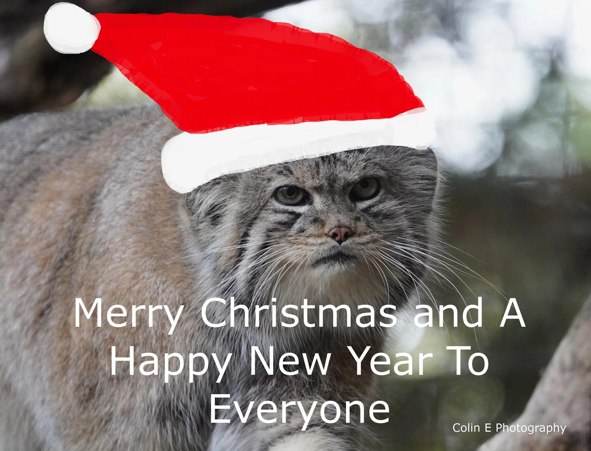 Merry Christmas and a Happy New year