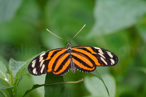 Stratford Butterfly farm