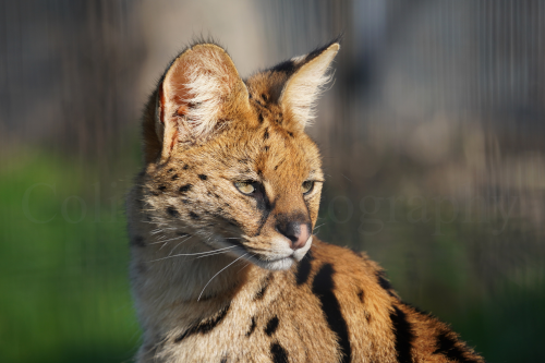 Ashlyns Wildlife Park