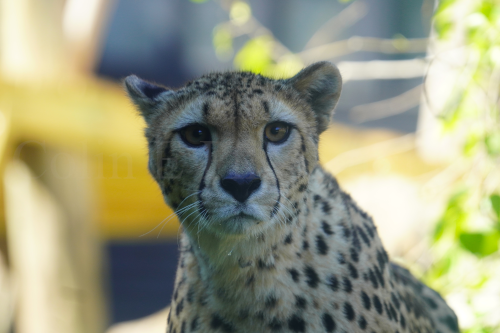 Colchester Zoo