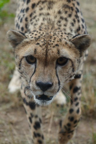 Colchester Zoo
