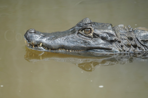 Spectacled caiman